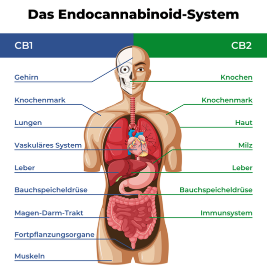 Das Endocannabinoid-System: Ein verborgenes Netzwerk in unserem Körper und seine Bedeutung